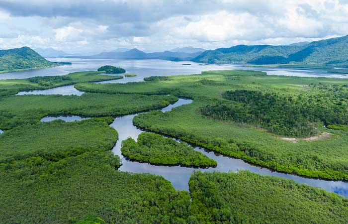 Mapeamento inédito é realizado em manguezais da Grande Reserva da Mata Atlântica