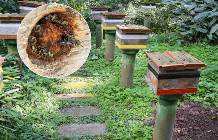 Meliponários contribuem para pesquisas e preservação das abelhas nativas sem ferrão