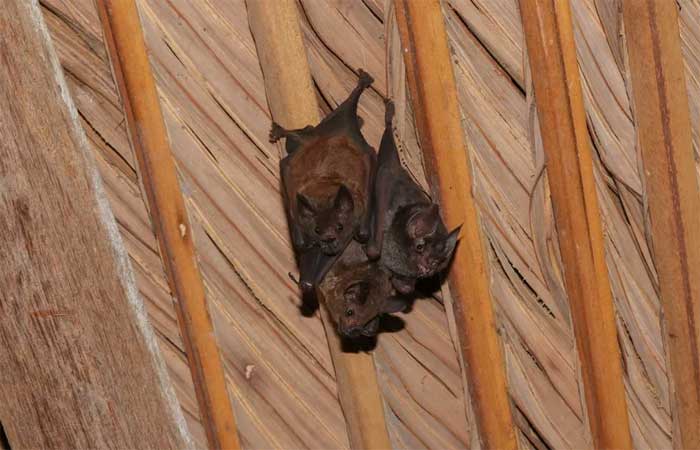 Os cientistas que vivem em busca de morcegos para colher agentes ligados a novas doenças