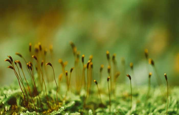 Pesquisa global sobre musgos mostra importância destas pequenas plantas
