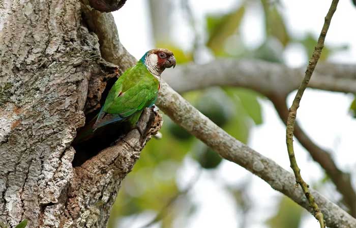 Nova reserva ecológica para preservação de animais em extinção é criada em Guaramiranga, no Ceará