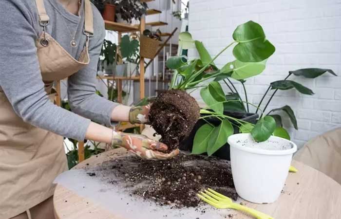 4 conselhos de um botânico para não matar as plantas em casa