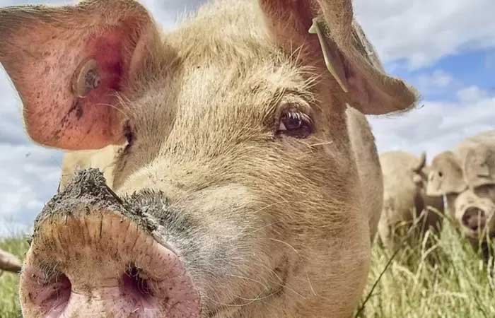 Uso de banha de porco como combustível para avião faz mal ao planeta, diz estudo