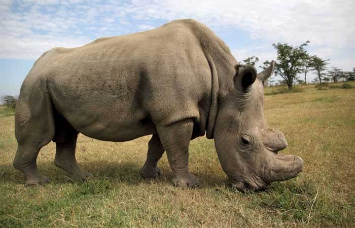 Cientistas poderão salvar rinoceronte branco da extinção; entenda