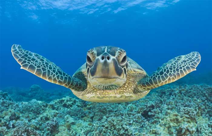 Praia de Fernando de Noronha tem ninho de tartarugas depois de 39 anos