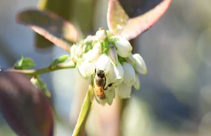 Startup de biotecnologia aumenta resistência de abelhas — e dá nova esperança à produção de alimentos