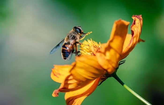 Extermínio promovido por pesticidas: campeão em biodiversidade, Brasil luta para salvar abelhas