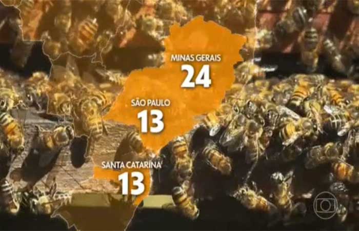 Mudanças climáticas e desmatamento fazem casos de ataques de abelhas disparar no país