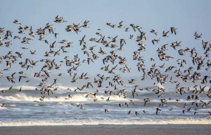 Mudança climática afeta rota e alimentação de aves migratórias — e isso traz impactos ecológicos preocupantes