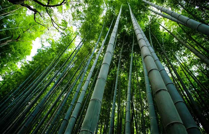 Bambu pode virar uma nova fonte renovável de energia