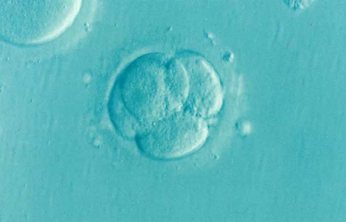 Os dilemas éticos e morais da criação de embriões humanos sintéticos
