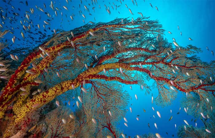 O que são os recifes de coral e como eles se formam?