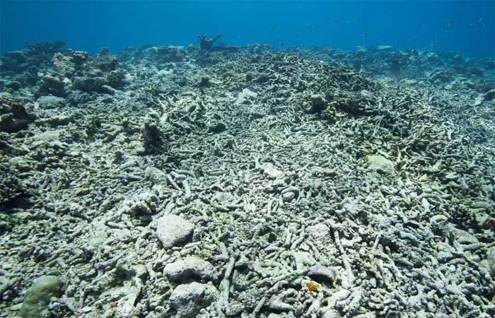 Colapso dos corais: 80% dos “construtores dos mares” podem adoecer até o final do século, alerta estudo