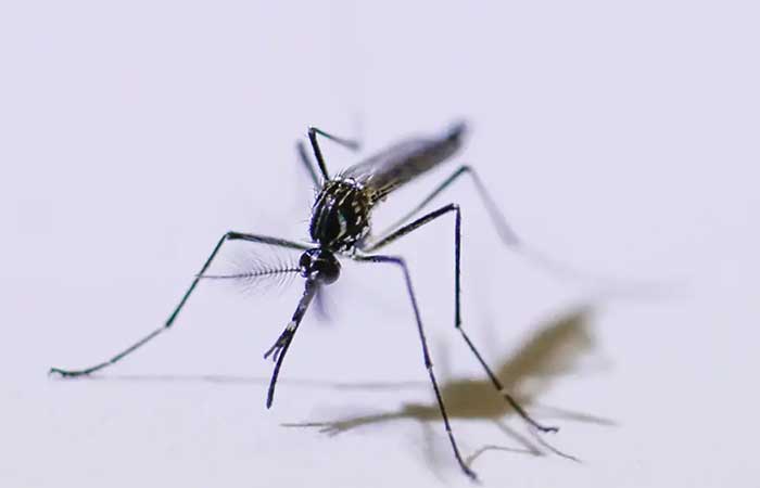 O que se sabe sobre a nova vacina contra a dengue