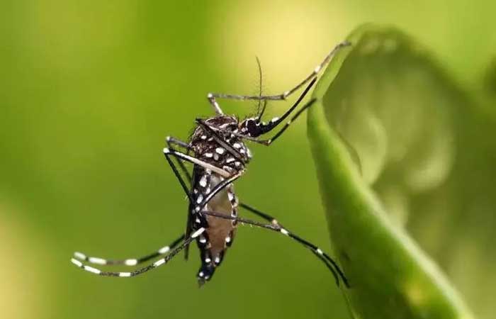 Dengue e chikungunya chegam à Europa devido a mudanças climáticas