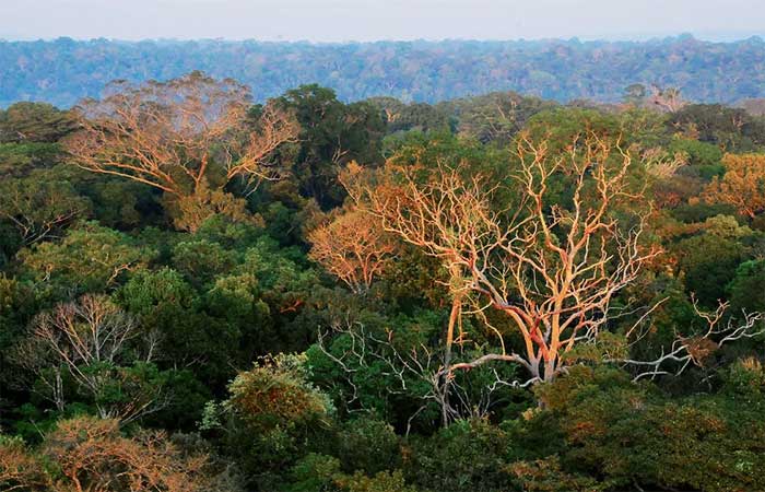 “Era como um médico medindo a pressão de uma pessoa”: estudo avalia resistência da Amazônia à seca e mostra que árvores sofrem até embolia