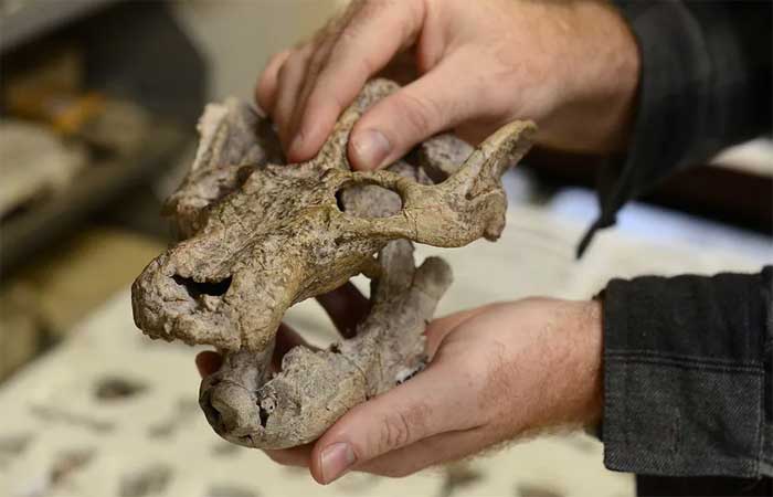 Estudo descobre espécie que viveu há 233 milhões de anos no Rio Grande do Sul