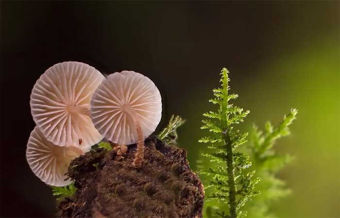 Fungos armazenam um terço das emissões de carbono do planeta