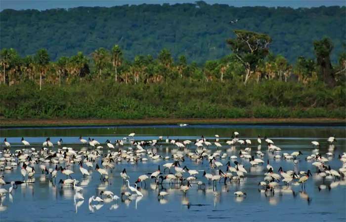 O acervo didático que divulga as belezas e ameaças do Pantanal