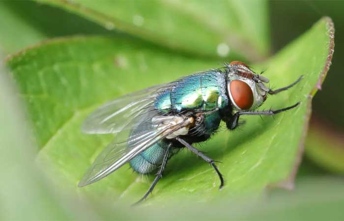 Drosófila | Por que a mosca-da-fruta é fundamental para a ciência?