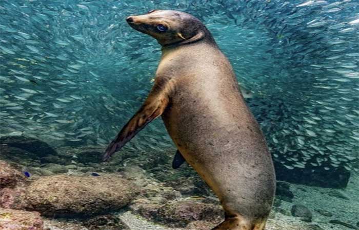 Planeta Oceano: o mundo submerso e pouco conhecido que clama por proteção