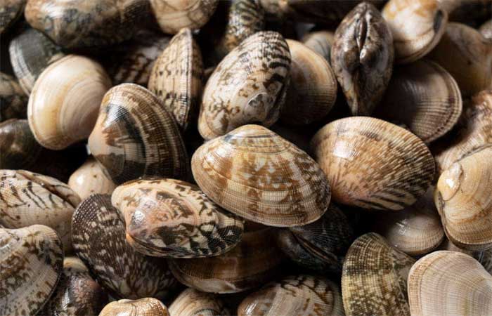 Pesquisa acha glitter e microplástico em ostras e mariscos de SC, estado que mais produz o alimento no país