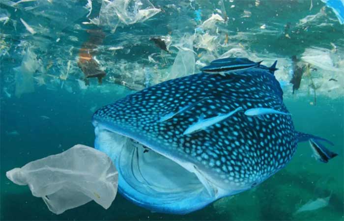 Ultrapassamos o limite planetário: vai haver mais plástico no mar do que peixe