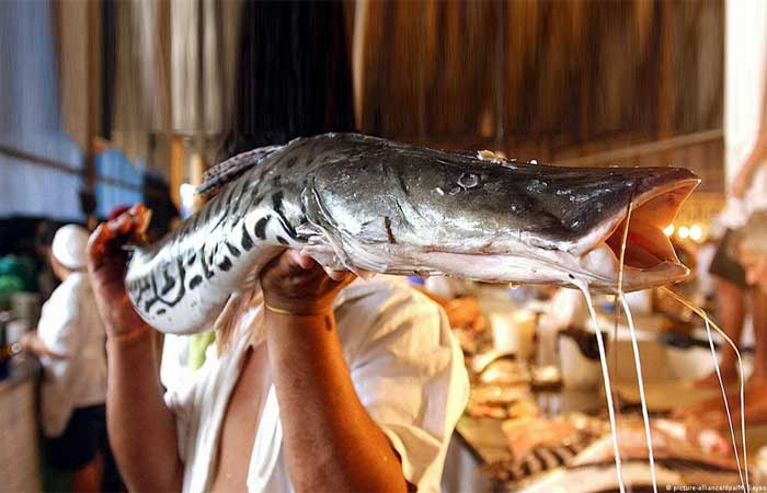 Estudo mostra contaminação de peixes amazônicos por mercúrio
