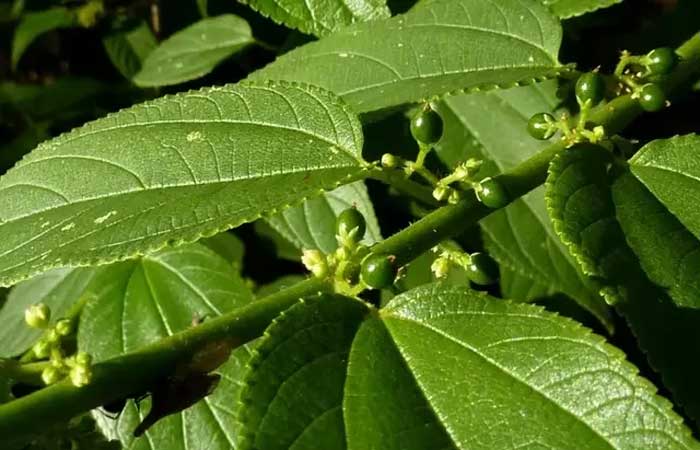 Além da maconha: estudo mostra que arbusto brasileiro tem canabidiol