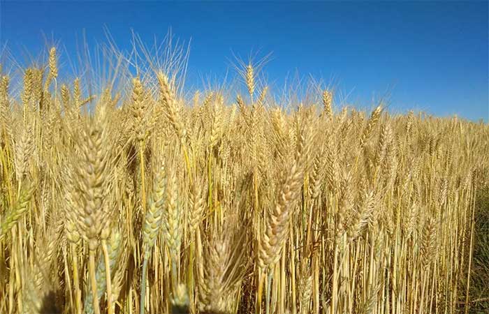 Pesquisa mostra que cultura do trigo absorve mais CO2 do que emite