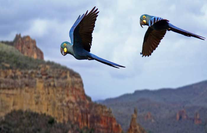 Aves x eólicas: o desafio de conciliar energia limpa com preservação na Caatinga
