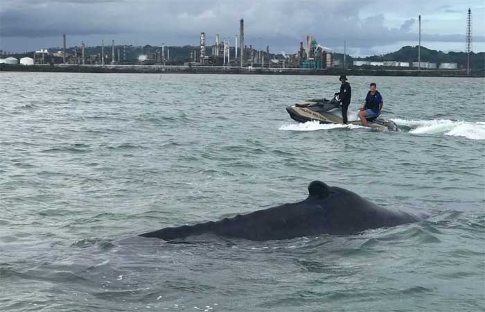 Baleias vivas e baleias mortas: a maldição do sucesso de salvar uma espécie