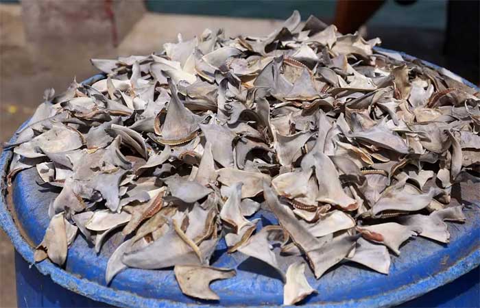 Milhares de tubarões abatidos para suas barbatanas no Brasil. Assine a petição para acabar com a matança