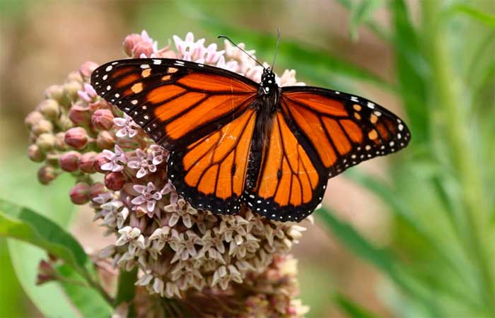 Por que algumas borboletas têm pontos brancos nas asas? Cientistas podem ter a resposta