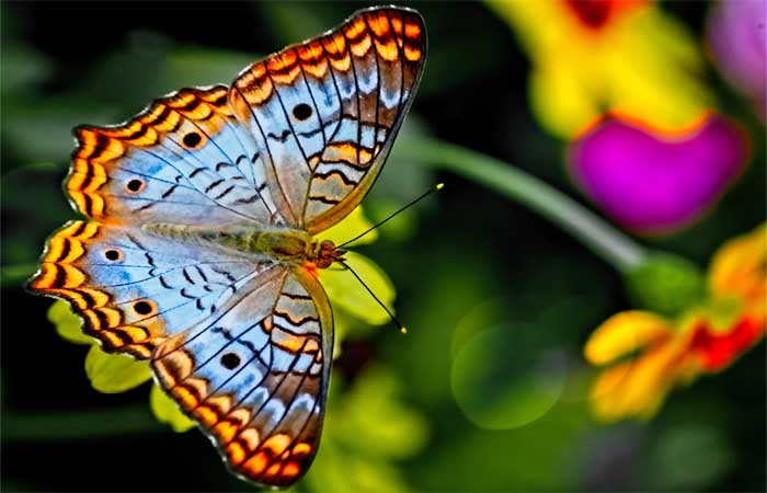 Borboletas e mariposas: essenciais para o equilíbrio da natureza