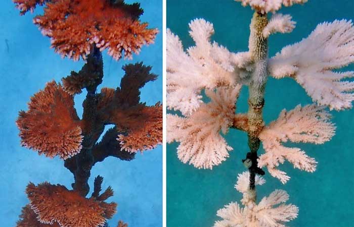 Corrida contra o tempo na Flórida para salvar corais, após branqueamento em massa devido ao calor extremo