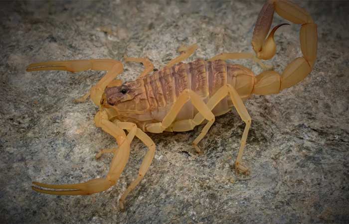 Qual é o escorpião mais venenoso do mundo?