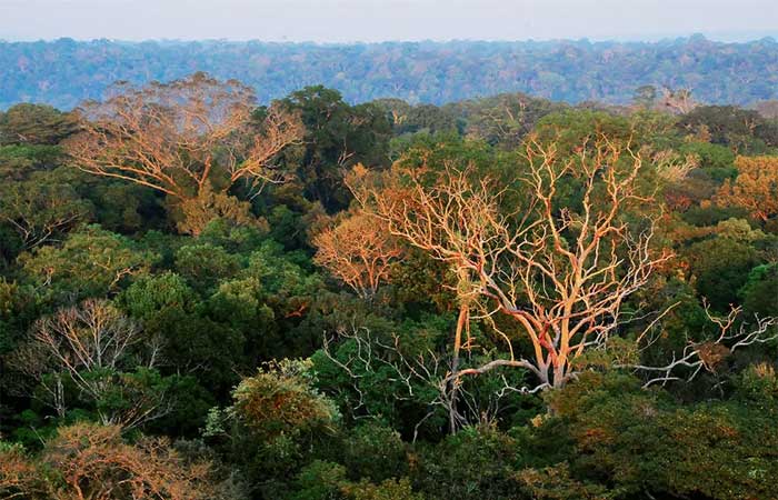 Incêndios na Amazônia exigem reação local e internacional — e cientistas de três países buscam juntos essa fórmula