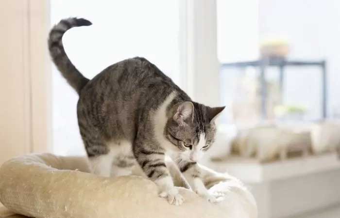 Por que gatos ‘amassam pãozinho’? A curiosa massagem que os felinos fazem nos donos e superfícies