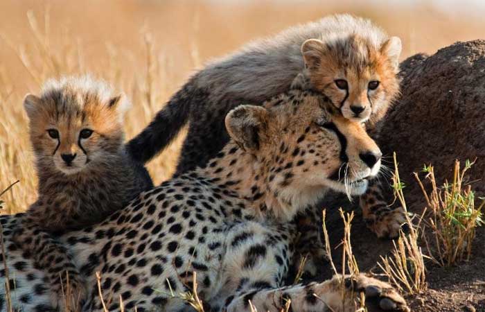 Extinto há 70 anos, mais um guepardo morre na Índia durante reintrodução