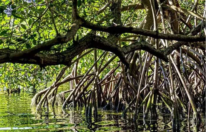 Dia de proteção aos manguezais: 26 de julho