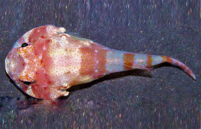 Nova espécie de peixe é descoberta no arquipélago mais distante do litoral brasileiro