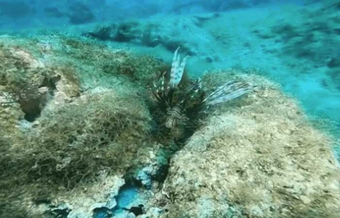 O peixe venenoso que invadiu mar brasileiro e pode se espalhar por todo litoral em menos de 2 anos