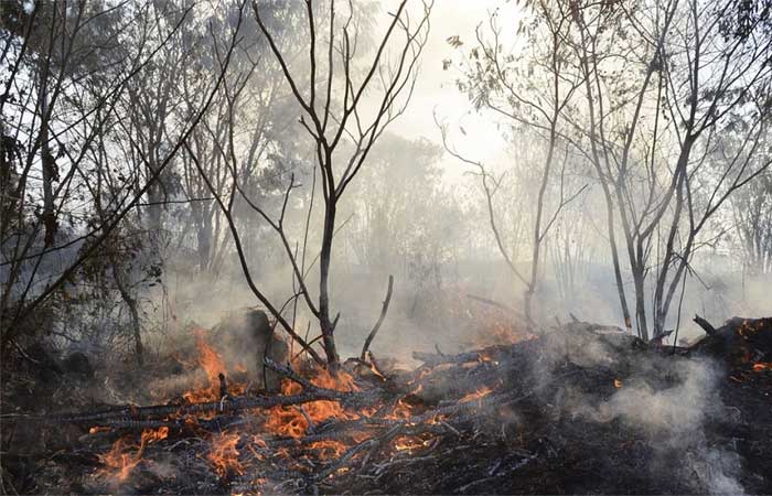 Novo sistema pode prever incêndios no Cerrado em tempo real