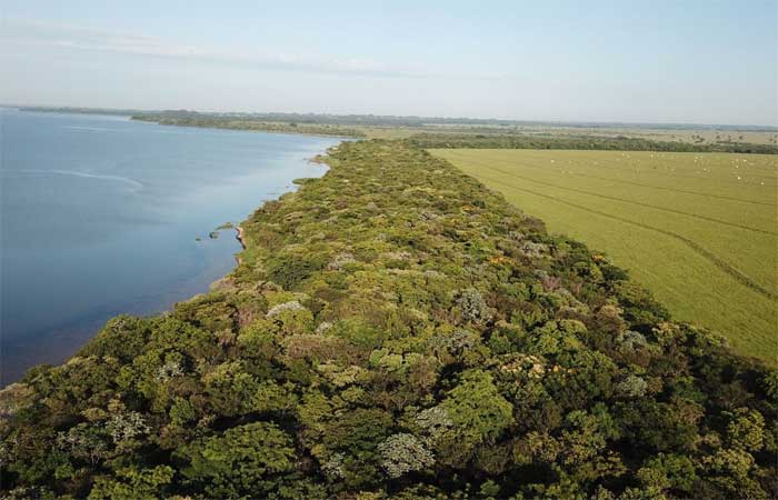 AstraZeneca anuncia investimento de mais de R$ 350 milhões em projeto de reflorestamento