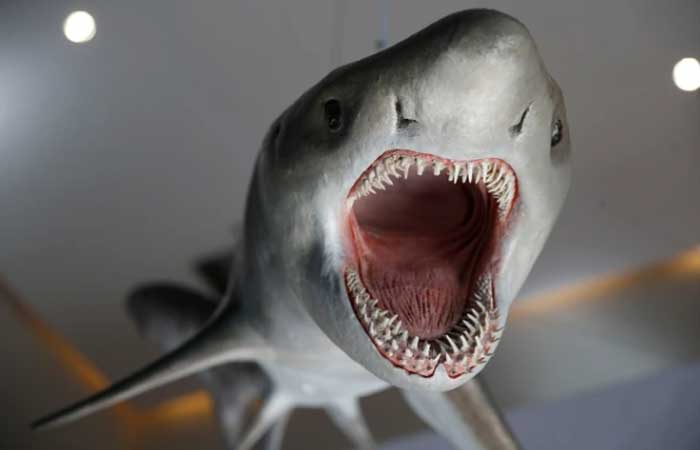 Os dentes do tubarão