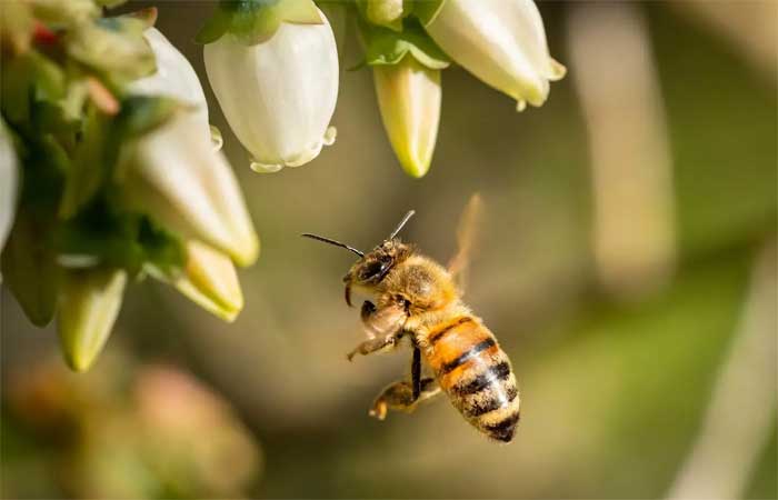 Apicultores do Douro Internacional pedem ajuda para alimentar abelhas