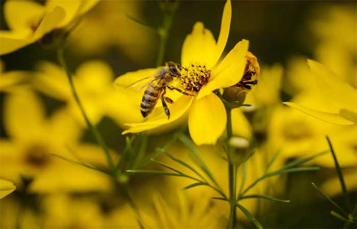 Cientistas descobrem abelhas-múmias de 3 mil anos que podem apontar caminhos de resistência às mudanças climáticas