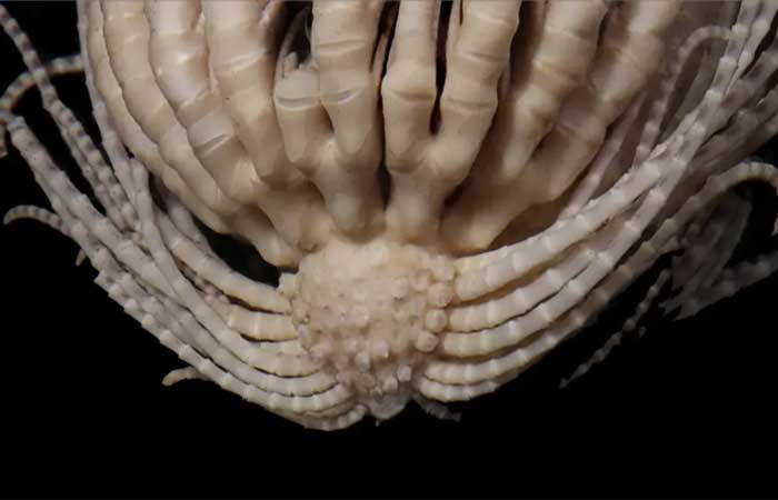 Animal marinho recém-descoberto tem 20 “pernas” e parece um alien