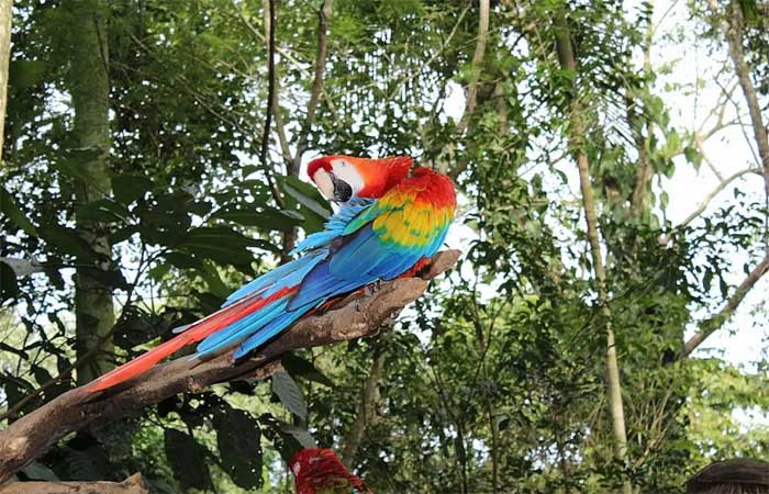 Fauna brasileira tem 364 espécies criticamente em perigo de extinção